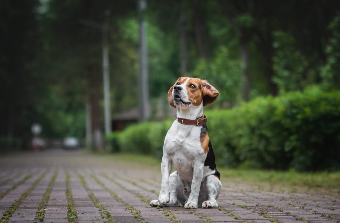Quel équipement choisir pour promener son chien ?