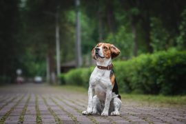 Quel équipement choisir pour promener son chien ?